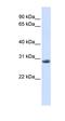 Yip1 Domain Family Member 6 antibody, orb325035, Biorbyt, Western Blot image 