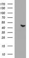 Proteasomal ATPase Associated Factor 1 antibody, LS-C788506, Lifespan Biosciences, Western Blot image 