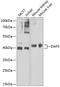Death Associated Protein 3 antibody, GTX33143, GeneTex, Western Blot image 