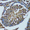 Peroxiredoxin 3 antibody, LS-C332351, Lifespan Biosciences, Immunohistochemistry frozen image 