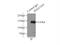 Regulatory Associated Protein Of MTOR Complex 1 antibody, 20984-1-AP, Proteintech Group, Immunoprecipitation image 