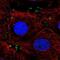 MTSS I-BAR Domain Containing 2 antibody, NBP2-57037, Novus Biologicals, Immunofluorescence image 