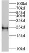 Bcl2 Modifying Factor antibody, FNab00912, FineTest, Western Blot image 