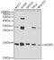 Nuclear Cap Binding Protein Subunit 2 antibody, GTX33345, GeneTex, Western Blot image 