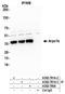 Actin Related Protein 2/3 Complex Subunit 1B antibody, A302-781A, Bethyl Labs, Immunoprecipitation image 