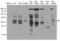 Single-strand selective monofunctional uracil DNA glycosylase antibody, LS-C796566, Lifespan Biosciences, Western Blot image 