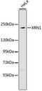 5'-3' Exoribonuclease 1 antibody, 23-880, ProSci, Western Blot image 