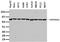 Heat shock protein HSP 90-beta antibody, TA500494, Origene, Western Blot image 