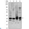 General Transcription Factor IIB antibody, LS-C812787, Lifespan Biosciences, Western Blot image 