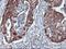 Neurolysin antibody, NBP2-01693, Novus Biologicals, Immunohistochemistry frozen image 