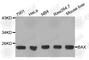 BAX antibody, A2211, ABclonal Technology, Western Blot image 