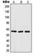 Tripartite Motif Containing 68 antibody, orb215209, Biorbyt, Western Blot image 