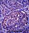Leucine Rich Repeat Neuronal 4 antibody, abx027525, Abbexa, Immunohistochemistry frozen image 