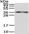 RNA-binding protein Musashi homolog 1 antibody, TA351894, Origene, Western Blot image 