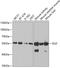 DLD antibody, GTX33155, GeneTex, Western Blot image 