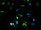 Cytochrome C Oxidase Assembly Factor 1 Homolog antibody, A62186-100, Epigentek, Immunofluorescence image 
