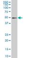 Interferon Regulatory Factor 2 antibody, H00003660-M04, Novus Biologicals, Western Blot image 