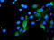 Sentrin-specific protease 2 antibody, LS-C175136, Lifespan Biosciences, Immunofluorescence image 