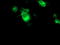 F-Box Protein 21 antibody, TA503940, Origene, Immunofluorescence image 