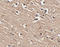 SLIT and NTRK-like protein 1 antibody, A07507, Boster Biological Technology, Immunohistochemistry frozen image 