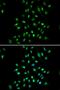 CXXC Finger Protein 1 antibody, orb178657, Biorbyt, Immunofluorescence image 