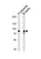 Semaphorin 7A (John Milton Hagen Blood Group) antibody, abx034989, Abbexa, Western Blot image 