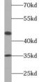 Caspase 9 antibody, FNab01297, FineTest, Western Blot image 