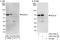 Regulator Of G Protein Signaling 14 antibody, A303-797A, Bethyl Labs, Immunoprecipitation image 