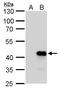 NK2 Homeobox 3 antibody, GTX129262, GeneTex, Western Blot image 
