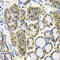 Amyloid beta A4 precursor protein-binding family B member 1 antibody, 18-403, ProSci, Immunohistochemistry frozen image 