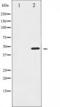 FIP-3 antibody, TA325559, Origene, Western Blot image 