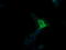 Protein Mdm4 antibody, LS-C337950, Lifespan Biosciences, Immunofluorescence image 