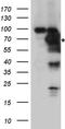 Protein Tyrosine Phosphatase Non-Receptor Type 11 antibody, TA890142S, Origene, Western Blot image 