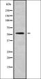 NADH dehydrogenase [ubiquinone] iron-sulfur protein 2, mitochondrial antibody, orb338465, Biorbyt, Western Blot image 