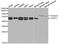 Caspase 2 antibody, TA332865, Origene, Western Blot image 
