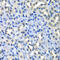 H2A Histone Family Member Z antibody, LS-C334830, Lifespan Biosciences, Immunohistochemistry paraffin image 