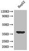 Lactate Dehydrogenase A antibody, A52408-100, Epigentek, Western Blot image 