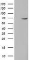 EPM2A-interacting protein 1 antibody, TA501793S, Origene, Western Blot image 
