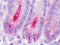 Dipeptidyl Peptidase 4 antibody, TA341344, Origene, Immunohistochemistry paraffin image 