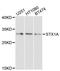 Syntaxin 1A antibody, LS-C746846, Lifespan Biosciences, Western Blot image 