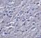 SYNPO antibody, 6049, ProSci Inc, Immunohistochemistry frozen image 