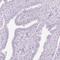 Leukocyte cell-derived chemotaxin-2 antibody, HPA043883, Atlas Antibodies, Immunohistochemistry paraffin image 