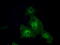 Guanylate Binding Protein 2 antibody, LS-C114754, Lifespan Biosciences, Immunofluorescence image 