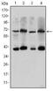CREB Regulated Transcription Coactivator 3 antibody, NBP2-37635, Novus Biologicals, Western Blot image 