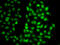 Proteasome 26S Subunit, Non-ATPase 8 antibody, 22-585, ProSci, Immunofluorescence image 