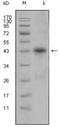 APOL1 antibody, NBP1-28866, Novus Biologicals, Western Blot image 