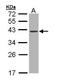Deoxyribonuclease-1 antibody, TA308546, Origene, Western Blot image 