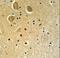 Family With Sequence Similarity 92 Member A antibody, LS-C166039, Lifespan Biosciences, Immunohistochemistry frozen image 