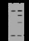 Mitochondrial Ribosomal Protein L30 antibody, 204335-T44, Sino Biological, Western Blot image 