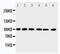 Gbp antibody, PA5-79819, Invitrogen Antibodies, Western Blot image 